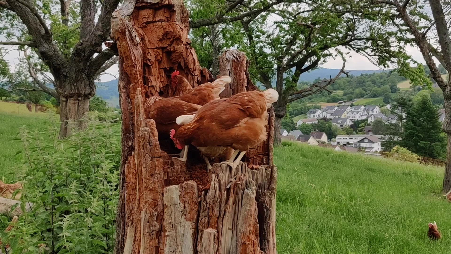 Huhn steht auf einem Baumstamm