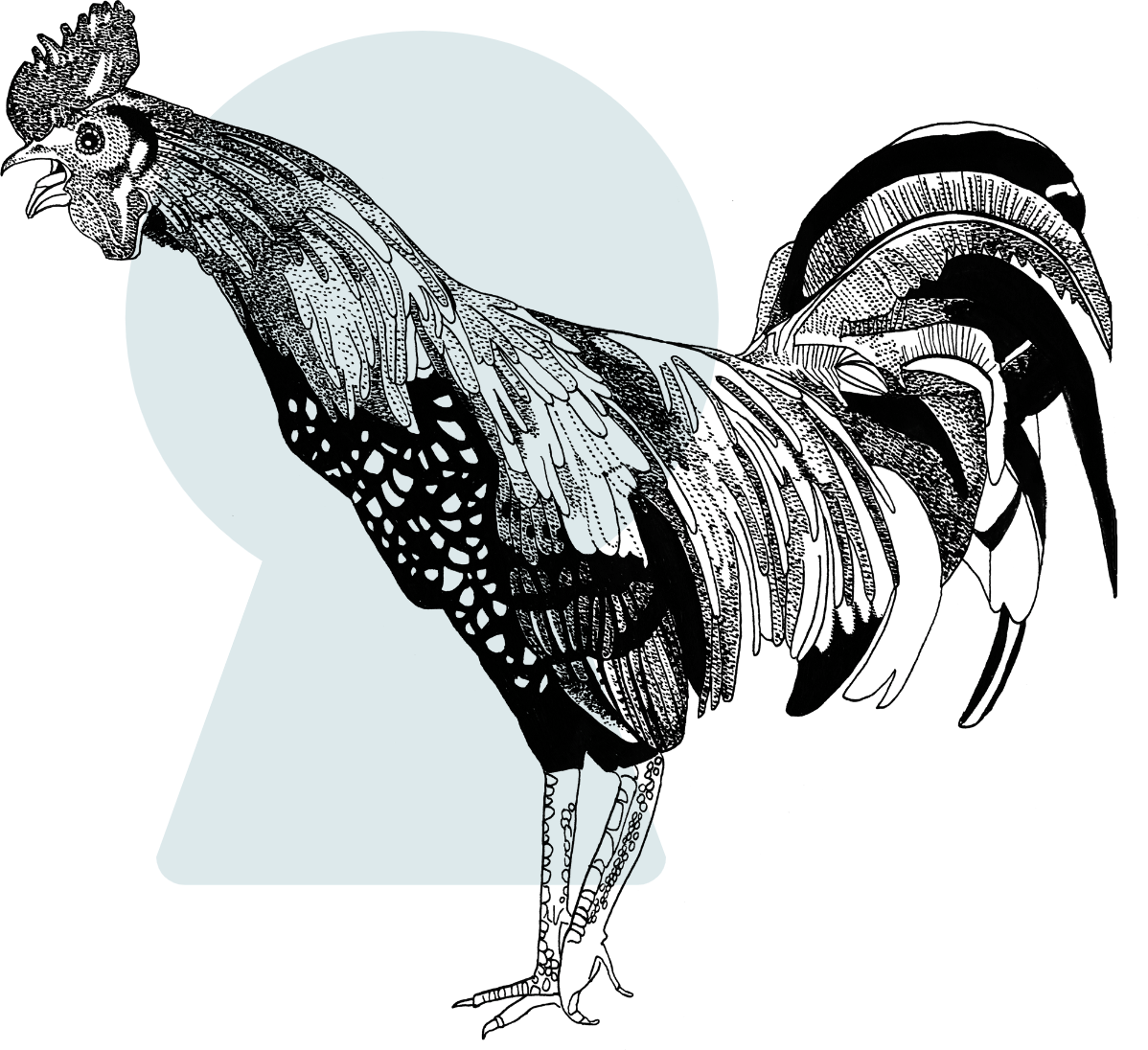 Illustration d'un coq